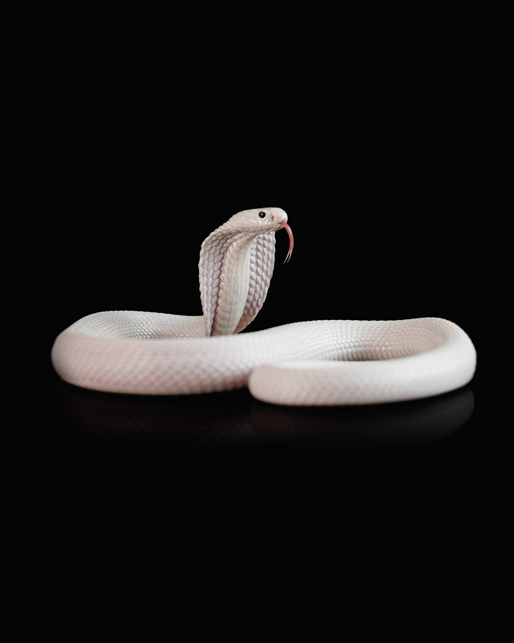 Monocled-cobra-snake-wildlife-photography-2