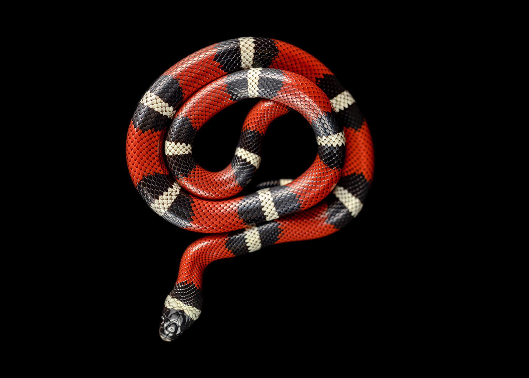 nelsons-milksnake-wildlife-photography